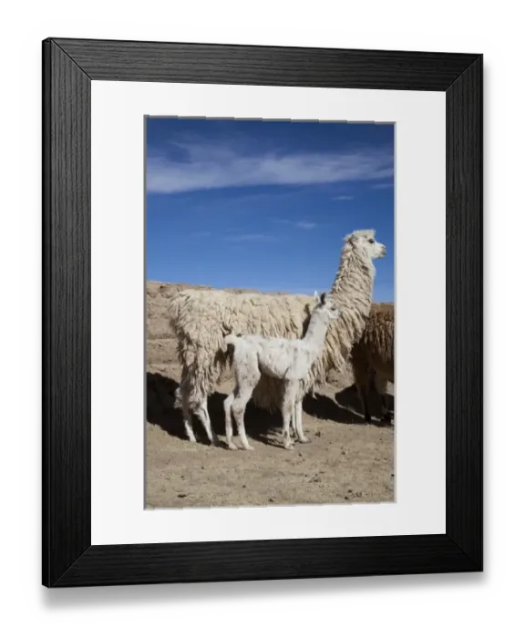 Framed Print : Argentina, Jujuy, Department Santa Catalina, llama herd in the countryside Framed Print : Argentina, Jujuy, Department Santa Catalina, llama herd in the countryside