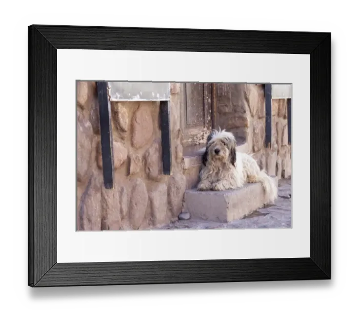 Framed Print : Argentina, Jujuy, Humahuaca, street dog Framed Print : Argentina, Jujuy, Humahuaca, street dog