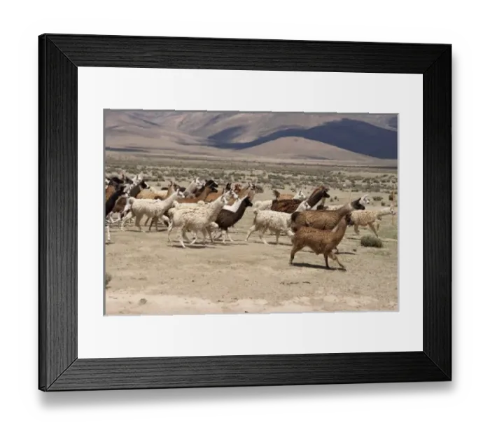 Framed Print : Argentina, Jujuy, llama herd in the countryside Framed Print : Argentina, Jujuy, llama herd in the countryside