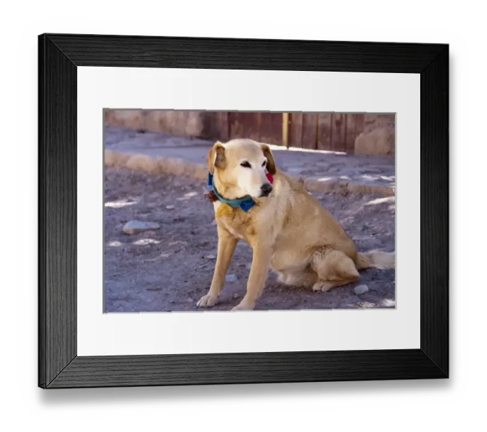Framed Print : Argentina, Jujuy, Tilcara, street dog with collar Framed Print : Argentina, Jujuy, Tilcara, street dog with collar