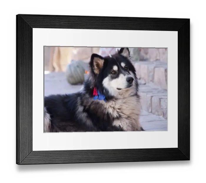 Framed Print : Argentina, Jujuy, Tilcara, street dog with collar Framed Print : Argentina, Jujuy, Tilcara, street dog with collar