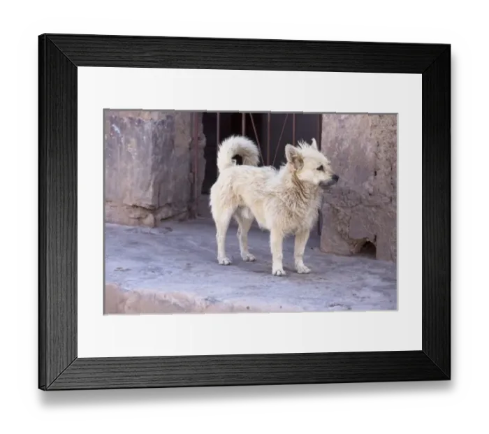 Framed Print : Argentina, Jujuy, Tilcara, street dog Framed Print : Argentina, Jujuy, Tilcara, street dog