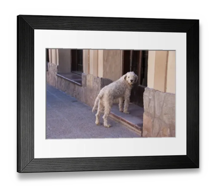 Framed Print : Argentina, Jujuy, Tilcara, street dog Framed Print : Argentina, Jujuy, Tilcara, street dog