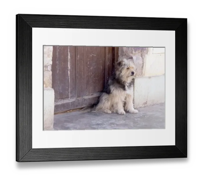 Framed Print : Argentina, Jujuy, Tilcara, street dog Framed Print : Argentina, Jujuy, Tilcara, street dog