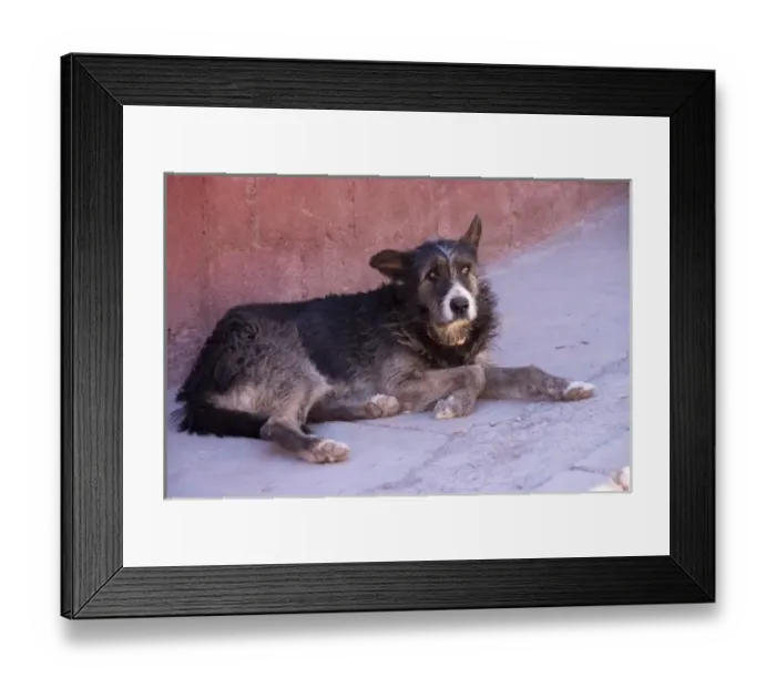 Framed Print : Argentina, Jujuy, Tilcara, street dog Framed Print : Argentina, Jujuy, Tilcara, street dog