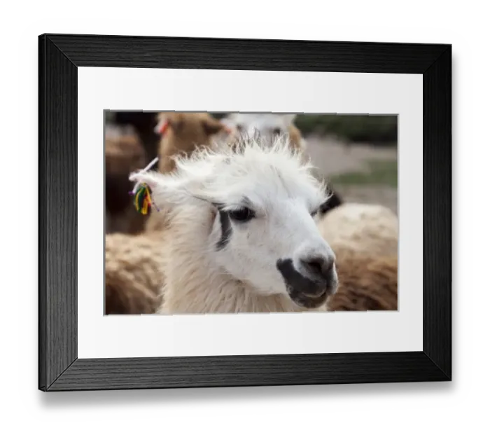 Framed Print : Argentina, Jujuy, Tilcara, traditional llama brand with cotton flowers Framed Print : Argentina, Jujuy, Tilcara, traditional llama brand with cotton flowers