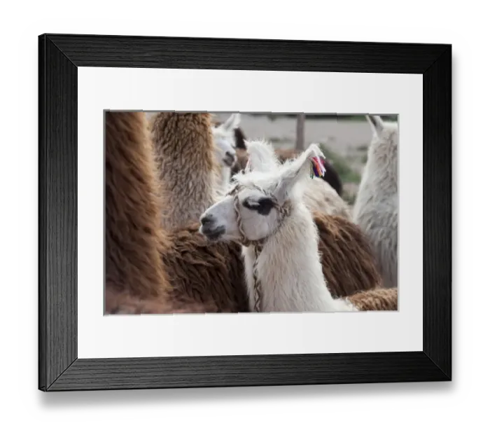 Framed Print : Argentina, Jujuy, Tilcara, traditional llama brand with cotton flowers Framed Print : Argentina, Jujuy, Tilcara, traditional llama brand with cotton flowers