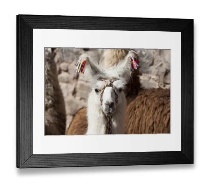 Framed Print : Argentina, Jujuy, Tilcara, traditional llama brand with cotton flowers