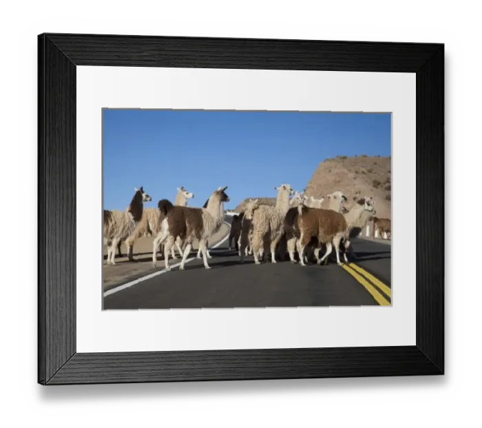 Framed Print : Argentina, Jujuy, Yavi, llama herd crossing a highway