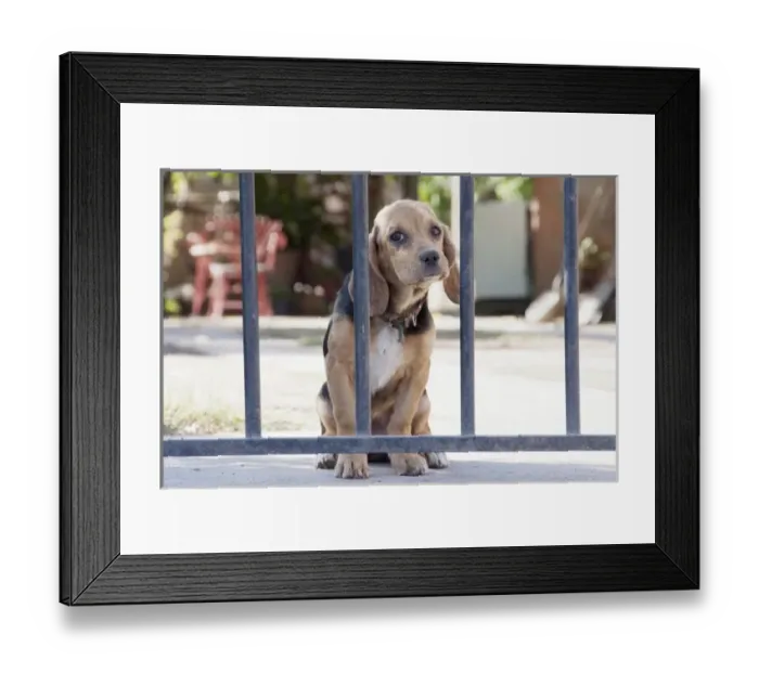 Framed Print : Argentina, Salta, skeptical dog behind a fence Framed Print : Argentina, Salta, skeptical dog behind a fence