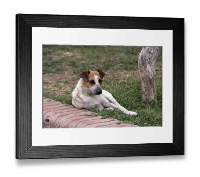 Framed Print : Argentina, Salta, street dog Framed Print : Argentina, Salta, street dog