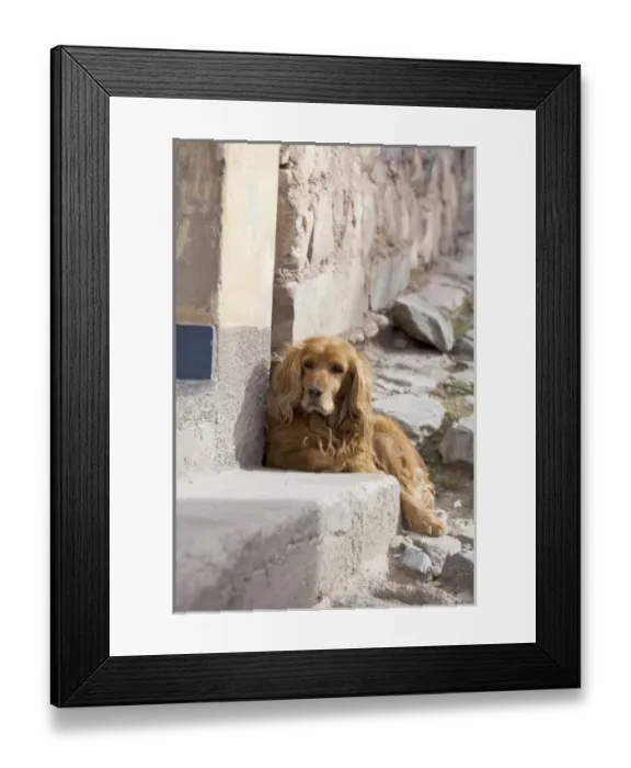 Framed Print : South America, Argentina, Province Salta, Iruya. Street dogs in the village Framed Print : South America, Argentina, Province Salta, Iruya. Street dogs in the village