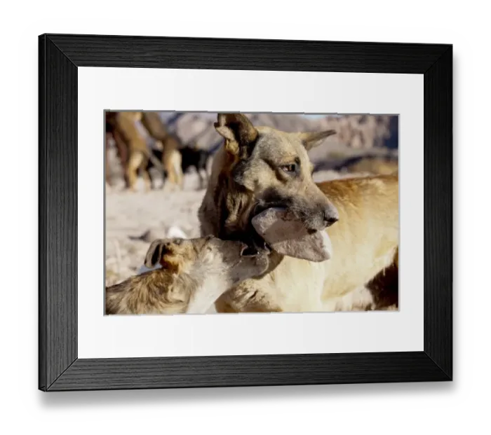 Framed Print : South America, Argentina, Province Jujuy, Tilcara. Wild street dogs living in a waste dump