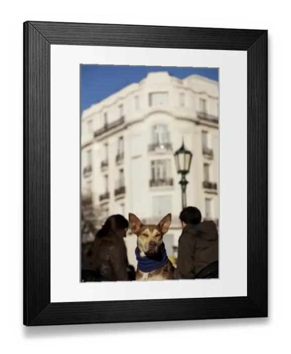 Framed Print : South America, Buenos Aires, San Telmo - street dog Framed Print : South America, Buenos Aires, San Telmo - street dog