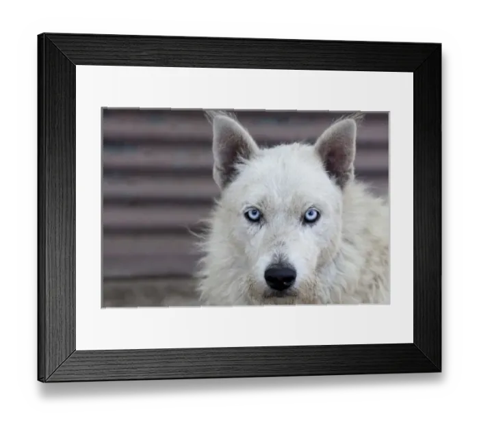 Framed Print : South America, Buenos Aires - street dog Framed Print : South America, Buenos Aires - street dog
