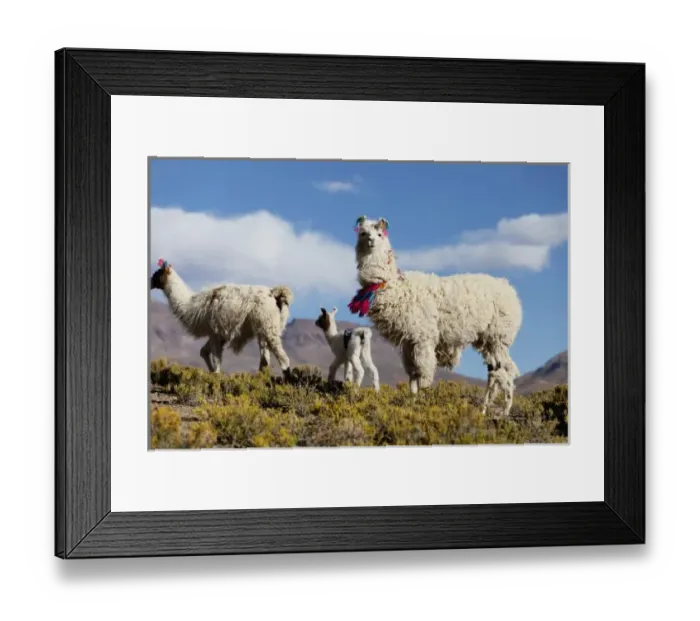 Framed Print : South America, Argentina, Province Jujuy - decorated lama herd in the Puna, the highlands Framed Print : South America, Argentina, Province Jujuy - decorated lama herd in the Puna, the highlands