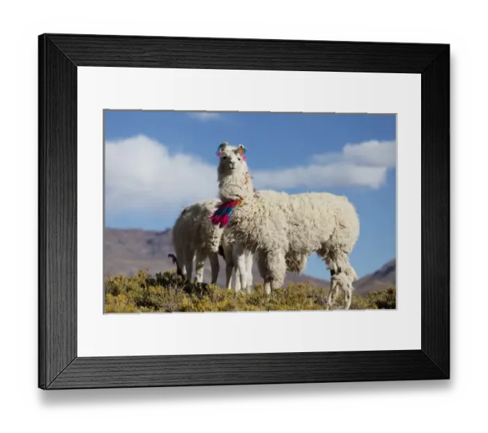 Framed Print : South America, Argentina, Province Jujuy - decorated lama herd in the Puna, the highlands Framed Print : South America, Argentina, Province Jujuy - decorated lama herd in the Puna, the highlands