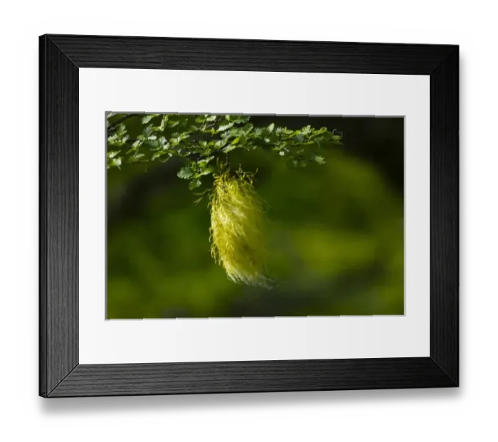 Framed Print : South America, Argentina Framed Print : South America, Argentina