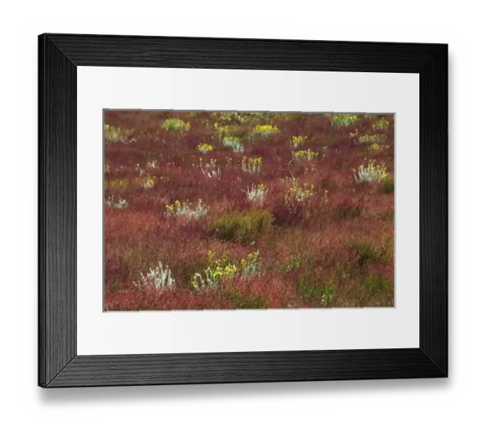 Framed Print : Yellow flower on red meadow, Lago Argentina, El Calafate, Patagonia, Argentina Framed Print : Yellow flower on red meadow, Lago Argentina, El Calafate, Patagonia, Argentina