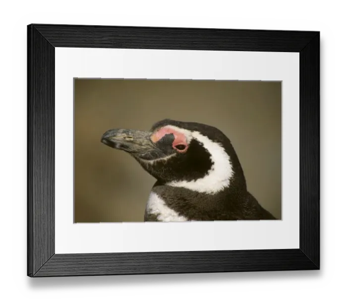 Framed Print : Argentina, Punta Tombo, Chubut Province. Seasonal nesting grounds of the Magellenic Penguins Framed Print : Argentina, Punta Tombo, Chubut Province. Seasonal nesting grounds of the Magellenic Penguins
