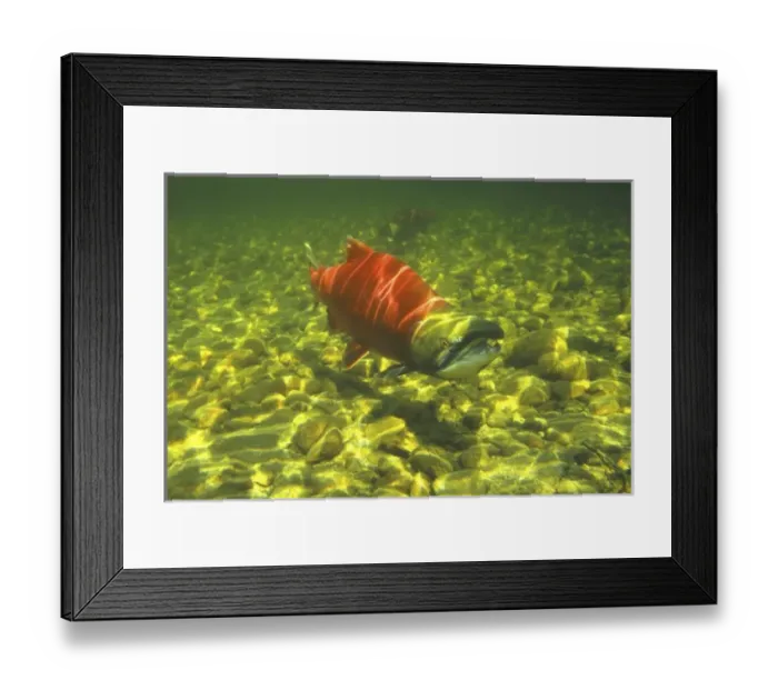 Framed Print : Canada, British Columbia Framed Print : Canada, British Columbia