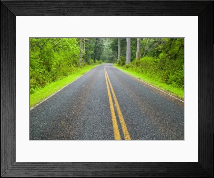 Framed Print : Road Leading Through the Northern Olympic Rainforest