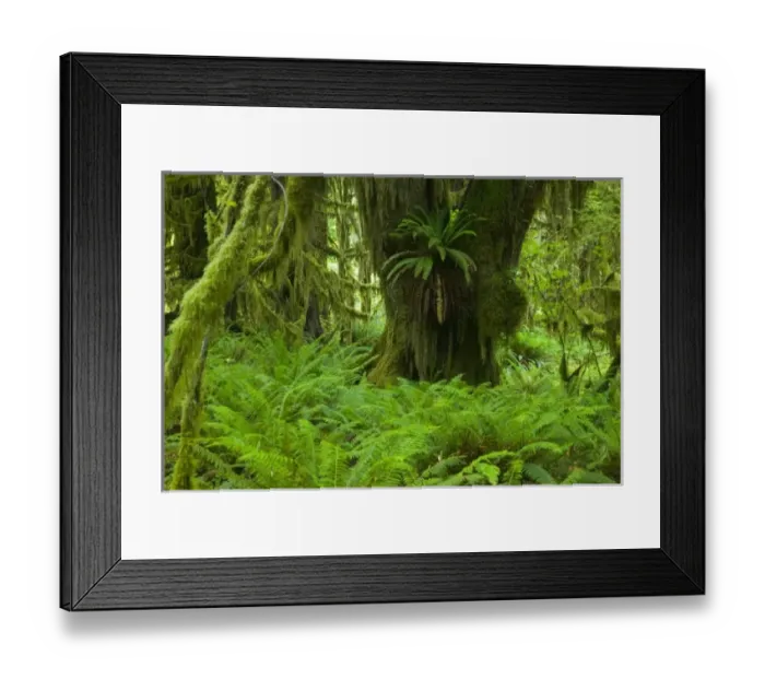 Framed Print : NA, USA, Washington, Olympic NP. Fresh Spring green of the rainforest, Spring Fresh Framed Print : NA, USA, Washington, Olympic NP. Fresh Spring green of the rainforest, Spring Fresh