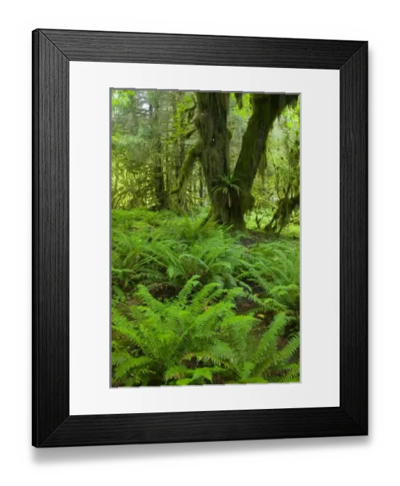 Framed Print : NA, USA, Washington, Olympic NP. Fresh Spring green of the rainforest, Spring Fresh Framed Print : NA, USA, Washington, Olympic NP. Fresh Spring green of the rainforest, Spring Fresh