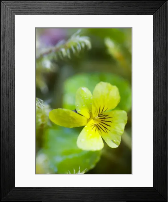 Framed Print : USA, North America, Washington Framed Print : USA, North America, Washington