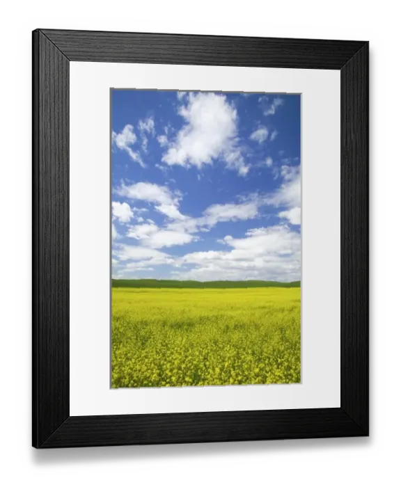 Framed Print : USA, Washington, Palouse Country, Blooming Canola and Wheat Fields Framed Print : USA, Washington, Palouse Country, Blooming Canola and Wheat Fields