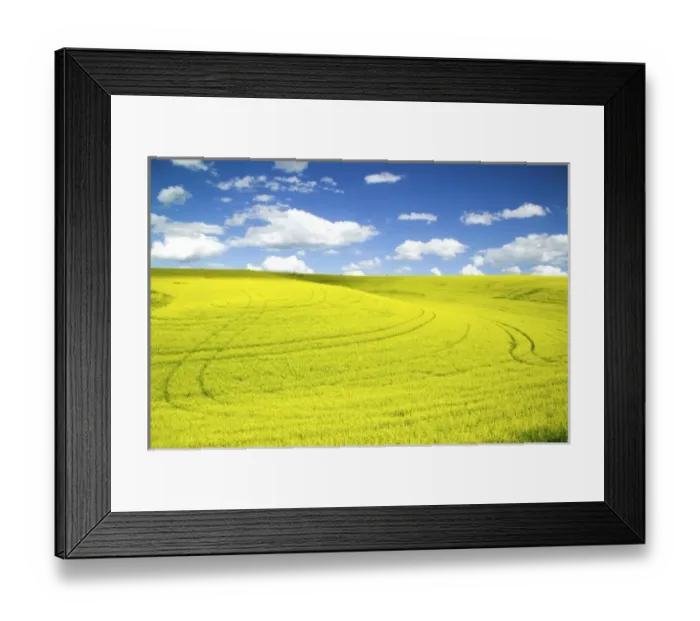 Framed Print : USA, Washington, Palouse Country, Tracks leading through Blooming Canola and Wheat Fields Framed Print : USA, Washington, Palouse Country, Tracks leading through Blooming Canola and Wheat Fields