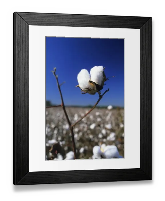 Framed Print : Cotton ready for harvest