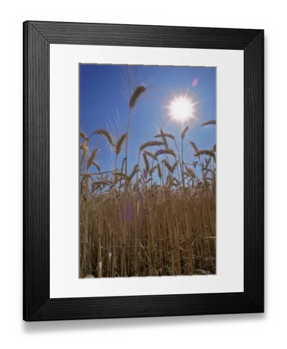 Framed Print : A ground up view of a wheat field ready for harvest, Willamette Valley, Oregon, United Framed Print : A ground up view of a wheat field ready for harvest, Willamette Valley, Oregon, United