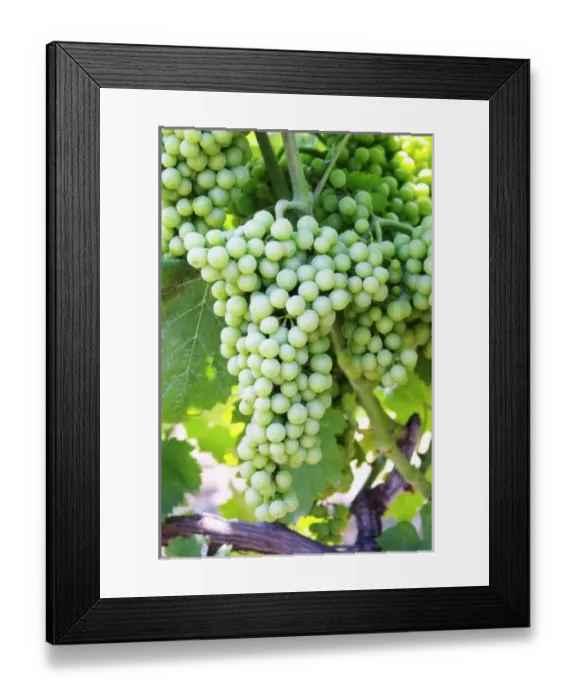 Framed Print : Big grape bunch. Muscat grape variety. Kantina Miqesia or Medaur winery, Koplik. Albania Framed Print : Big grape bunch. Muscat grape variety. Kantina Miqesia or Medaur winery, Koplik. Albania