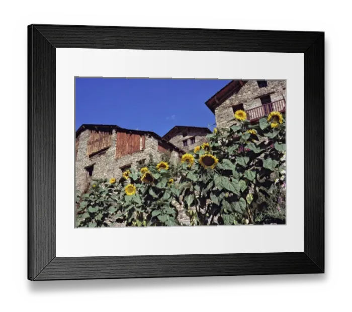 Framed Print : Europe, Andorra. Ripe sunflowers enhance old stone buildings in Andorra