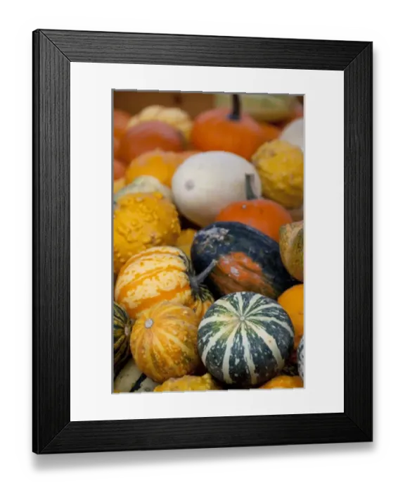 Framed Print : Austria, Wachau Valley, Melk. Historic downtown Melk, fall pumpkins & squash Framed Print : Austria, Wachau Valley, Melk. Historic downtown Melk, fall pumpkins & squash