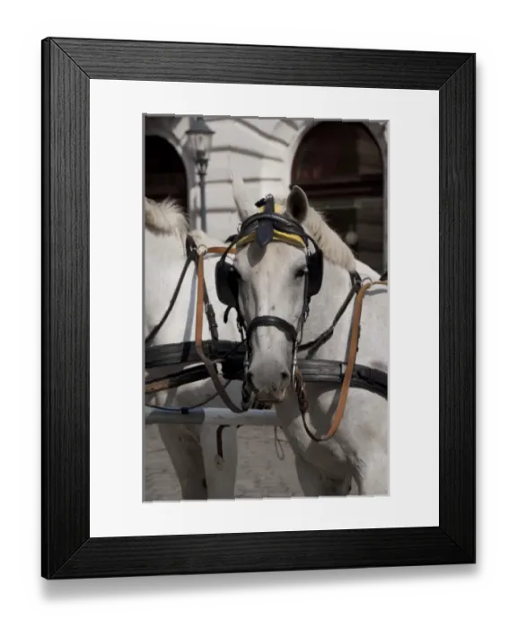 Framed Print : Austria, Vienna. Popular traditional horse-drawn fiaker (carriage) rides around downtown Vienna Framed Print : Austria, Vienna. Popular traditional horse-drawn fiaker (carriage) rides around downtown Vienna