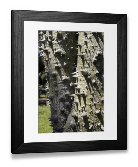 Framed Print : South America, Argentina Framed Print : South America, Argentina
