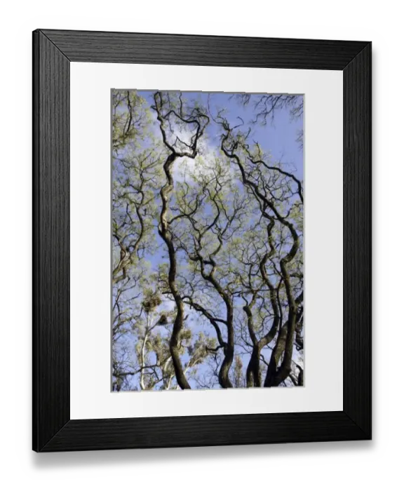Framed Print : Trees branches