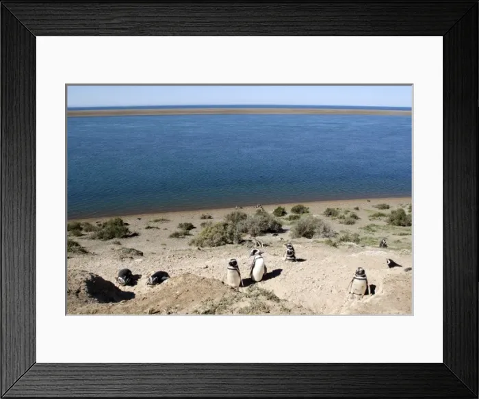 Framed Print : Argentina, PenAinsula Vald Framed Print : Argentina, PenAinsula Vald