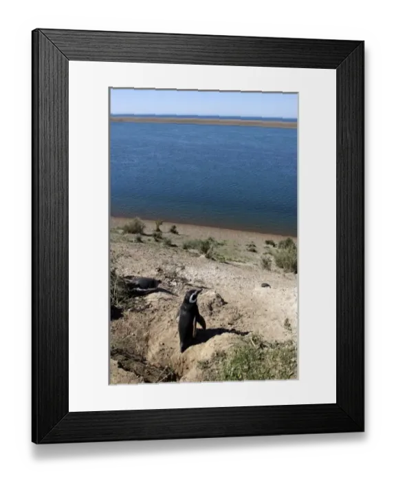 Framed Print : Argentina, PenAinsula Vald Framed Print : Argentina, PenAinsula Vald