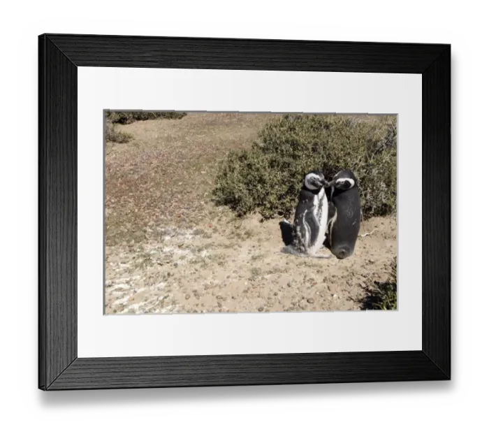 Framed Print : South America, Argentina Framed Print : South America, Argentina