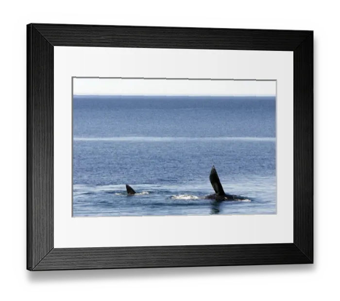 Framed Print : Argentina, PenAinsula Vald Framed Print : Argentina, PenAinsula Vald