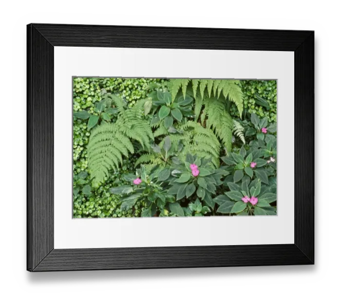 Framed Print : Brazil, Rio de Janeiro, Jardim Botanico or Botanical Gardens, flora
