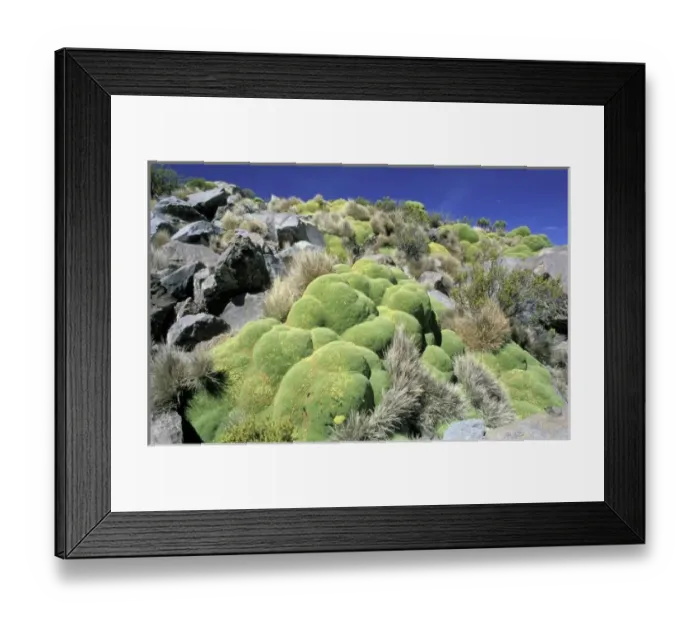 Framed Print : Chile, Altiplano, Lauca National Park. Llareta (Asorella compacta)