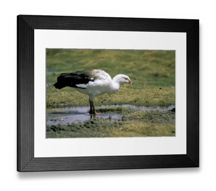 Framed Print : South America, Chile Framed Print : South America, Chile
