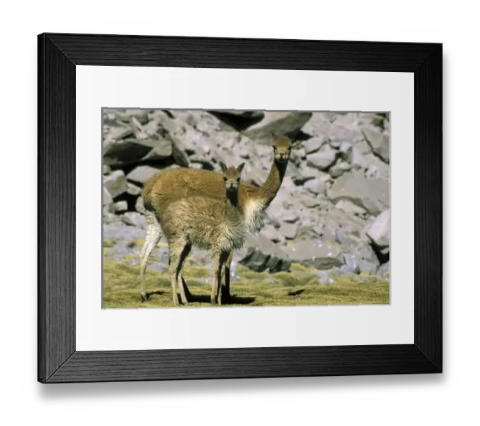 Framed Print : South America, Chile Framed Print : South America, Chile