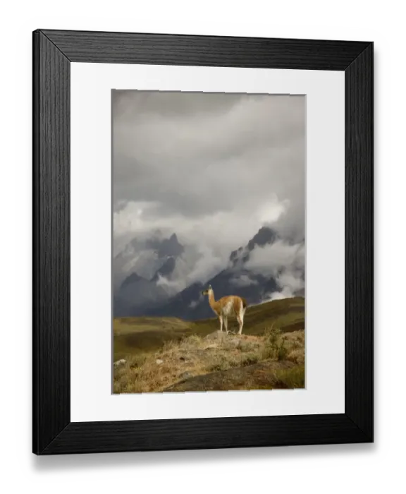 Framed Print : South America, Chile, Torres del Paine National Park. A Guanaco spotlighted by the sun Framed Print : South America, Chile, Torres del Paine National Park. A Guanaco spotlighted by the sun