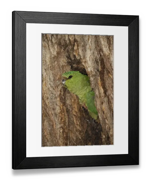 Framed Print : South America, Chile, Torres del Paine National Park. An Austral Parakeet looks out Framed Print : South America, Chile, Torres del Paine National Park. An Austral Parakeet looks out