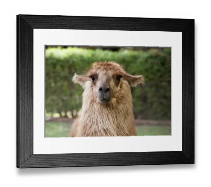 Framed Print : South America, Chile